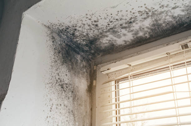 Affordable Crawl Space Mold Removal solutions in Pine Brook, NJ